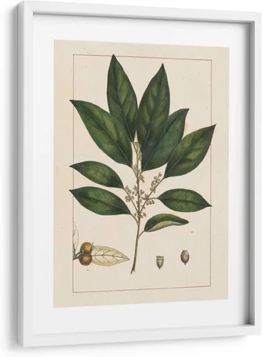 Vista 10 de Canvas Lab Silva Leaves IV by John Silva 11 x 15 in Fine Art Framed Print, Frame Color: Black, With Mat Botanical, Floral, Nature Wall