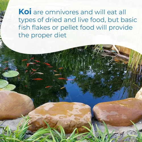 Vista 5 de Toledo Goldfish - Peces koi de aleta estándar, variedad de colores y patrones - Hermosos peces vivos perfectos para estanques, tanques y acuarios