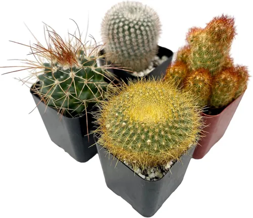 Vista 6 de Fatplants - Mini plantas de cactus vivas (paquete de 4), plantas de cactus de interior, plantas de cactus vivos, decoración de cactus vivos, plantas