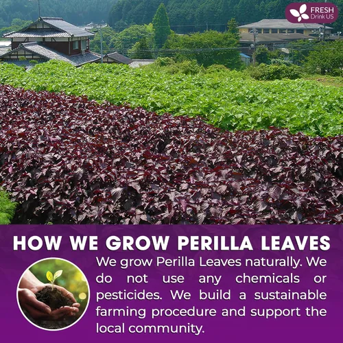 Vista 382 de FreshDrinkUS, 135 bolsas de té de jengibre y cúrcuma premium, ingredientes 100% naturales, mezcla hecha a mano de té de hierbas de cúrcuma