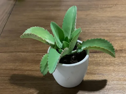 Vista 4 de Cozy Garden / 3 Madre de miles/tamaño mediano/planta viva/raíz desnuda