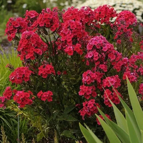50 Semillas de Caperucita Roja Phlox Flor Flores Perennes Mariposa Flor Perenne Jardín Semillas Flores Semillas Flor