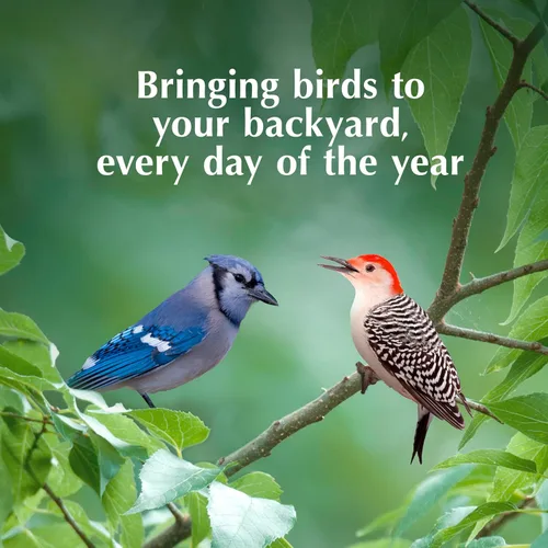 Vista 7 de C&S Cesta de sebo colgante con techo 14.4 onzas