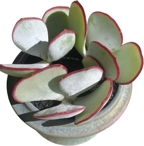 FWPP Plantas Suculentas Vivas Echeveria 'White Eyebrow' 2 pulgadas Paquete de 3, Suculentas Verdes Raras Raíz Desnuda Sin Tierra de Maceta, Plantas