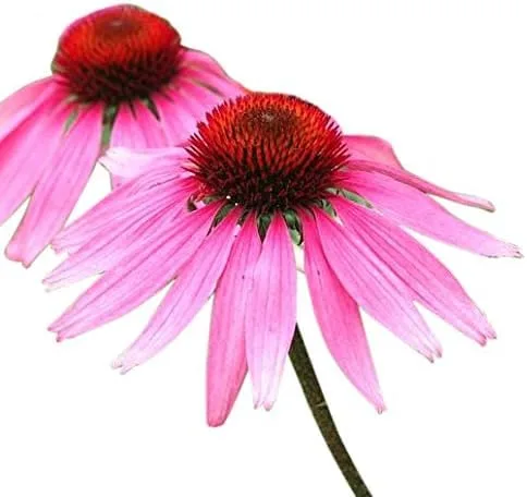 Echinacea - Coneflower púrpura - 1000 semillas