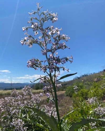 Vista 4 de Herb Pharm Extracto líquido de yerba santa para apoyo del sistema respiratorio, 1 onza líquida
