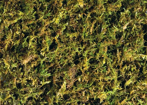 Vista 2 de Exo Terra Musgo de pluma forestal, 7 cuartos de galón, paquete de 2