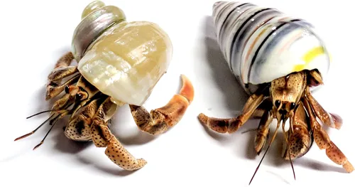 Vista 11 de 1 cangrejos ermitaños vivo, cangrejo de tierra de pincher púrpura