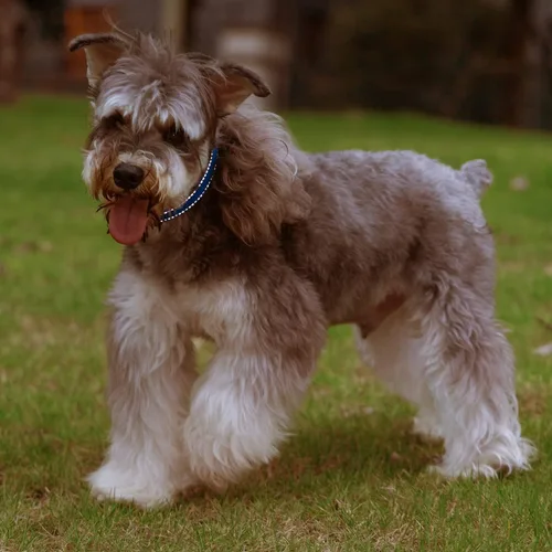 Vista 8 de Nobleza - Collar para perros grandes, collar reflectante ajustable para perros con cierre de seguridad y hebilla de liberación rápida, collar