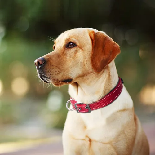 Vista 8 de Fida Collar para perro de alta resistencia, acolchado de neopreno suave ultra cómodo, collar de nailon reflectante ajustable para mascotas