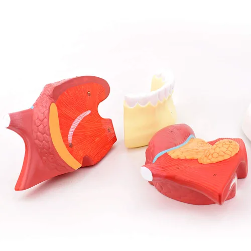 Vista 7 de Modelos ampliados de estructura de revestimiento de lengua 2.5X Lengua atada dientes modelo ampliado para enseñar, entrenamiento de medicina