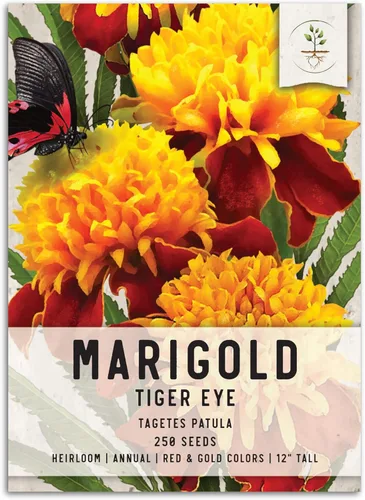Seed Needs, Tiger Eye - Semillas de caléndula – 250 semillas de reliquia para plantar Tagetes patula – Flores anuales para atraer polinizadores y