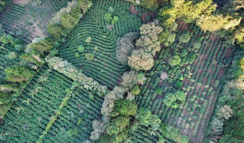 Vista 8 de Cafe Monteverde - Paquete de café tostado oscuro - Café costarricense de origen único 100% arábica - Grano entero (paquete de 3).