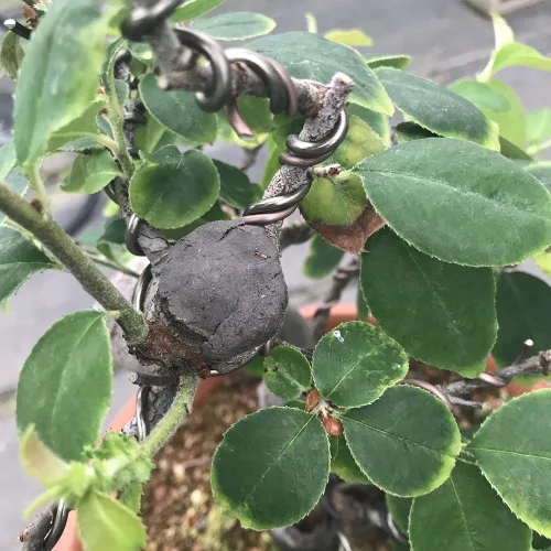 Vista 4 de CUTPASTER Bonsai Cut Pasta Herramienta 6.70 oz (Gris)