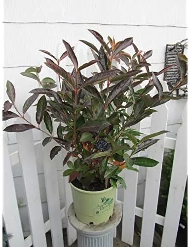 Vista 4 de American Beauties Native Plants Viburnum nudum 'Winterthur' (Witherod) arbusto, recipiente de 3 tamaños, flores blancas con fruta azul