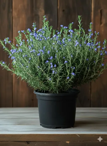 Juego de 2 plantas de romero vivas, listas para crecer de 6 a 8 pulgadas, plantas de hierbas aromáticas resistentes para jardín al aire libre,