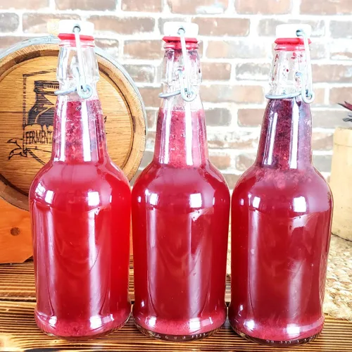 Vista 8 de Kit de iniciación Jun Kombucha de 1 galón – Incluye USDA Organic Jun SCOBY & Starter Tea + ingredientes para empezar a preparar tu propio té jun. *