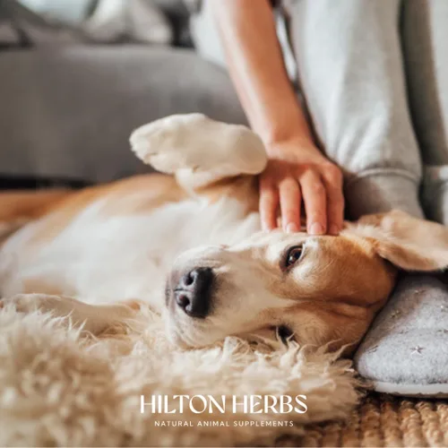 Vista 8 de Hilton Herbs Canine Detox Support Suplemento de función hepática herbaria para perros, bañera de 4.4 onzas