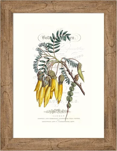 Amanti Art Framed Wall Art Print 24x18 Flower Garden Varietals III by Vision Studio, Flowers Wall Art, Vintage Decor, Small Poster Painting Artwork