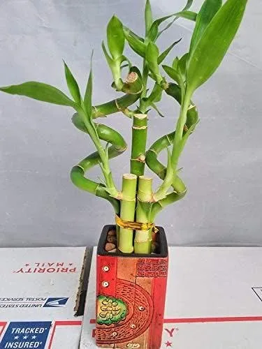 Jmbamboo - Arreglo de plantas de bambú de la suerte con florero de cerámica de 4 pulgadas