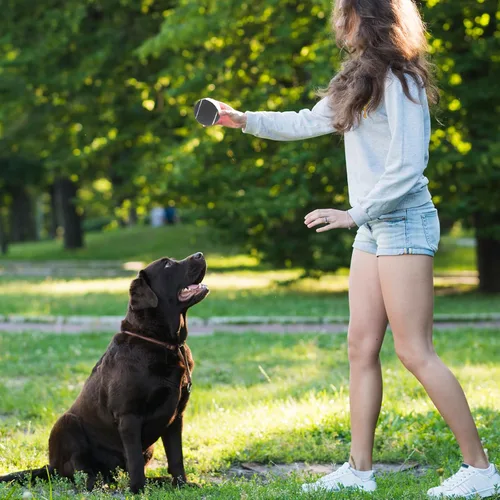 Vista 3 de Pelotas Chirriantes para Perros - Pelotas de Tenis Chirriantes para Perros, Negro Mediano - 6.35 cm, Pack de 20