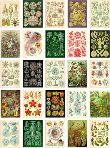 Artery8 Juego de 50 piezas de collage colorido de Haeckel de estética botánica A6 de 5.8 x 4.1 in (5,8 x 4,1) para dormitorio, pared del hogar,