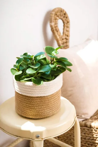 Vista 8 de Dahey - Cesta tejida pequeña de cuerda de algodón para plantas, cesta enrollada para macetas de hasta 7 pulgadas, cesta decorativa para cubrir