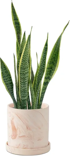 Maceta de 5 pulgadas para plantas - Macetas de terracota para flores en interiores - Contenedores modernos de suculentas con orificio de drenaje y