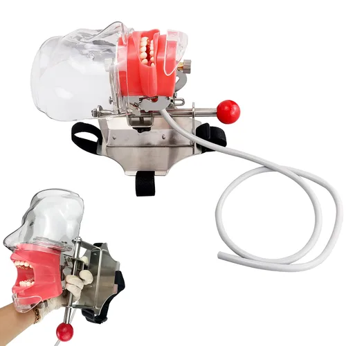 Vista 4 de Modelo de cabeza simulador dental Manikin Phantom con soporte de banco modelos dentales para enseñanza dentista ajuste de 360 grados