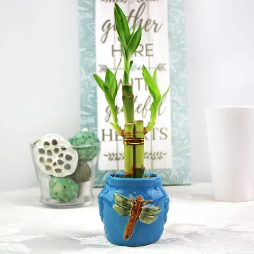 Vista 4 de NW Wholesaler - Planta de bambú de la suerte viva de 3 tallos (1 tallo de 6 pulgadas, 2 tallos de 4 pulgadas) - Plantas de interior vivas