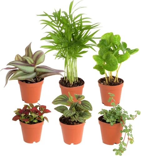 Costa Farms Mini plantas de interior paquete de 6 plantas de interior vivas fáciles de cultivar en macetas de guardería elección del cultivador con