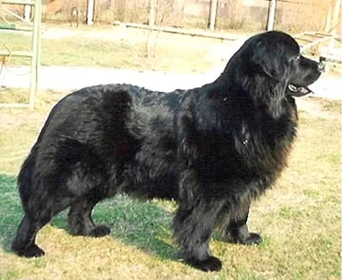 Vista 5 de Dean & Tyler Bozal de cesta de alambre para perros, tamaño Nº 11