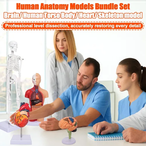 Vista 7 de Wadoy Conjunto de modelos de anatomía humana, cerebro, cuerpo del torso humano, corazón, modelo de esqueleto, modelos de anatomía para estudiantes