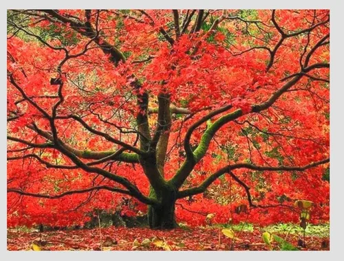 Planta viva de arce rojo japonés, árbol de 1 a 2 pies de alto en maceta de 3 pulgadas, arce rojo enano ornamental al aire libre para paisajismo,