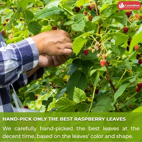 Vista 6 de Lavendium, 60 bolsas de té de hoja de frambuesa premium, 100% natural y puro. Té de hierbas de frambuesa de hojas sueltas. Sin azúcar, sin cafeína