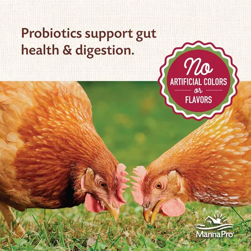 Vista 4 de Manna Pro All Flock Crumbles, elaborado con probióticos para la salud intestinal y la digestión, 16% de proteína para bandadas mixtas sin colores ni