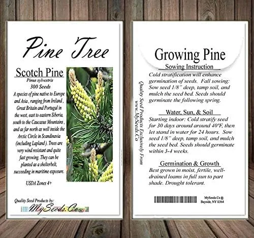 Vista 7 de Semillas para árbol de pino sin transgénicos de MySeeds.Co