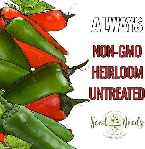 Vista 5 de Seed Needs, Semillas de pimiento picante Serrano, 60 semillas tradicionales para plantar Capsicum annuum, sin OMG y sin tratar, deliciosos chiles