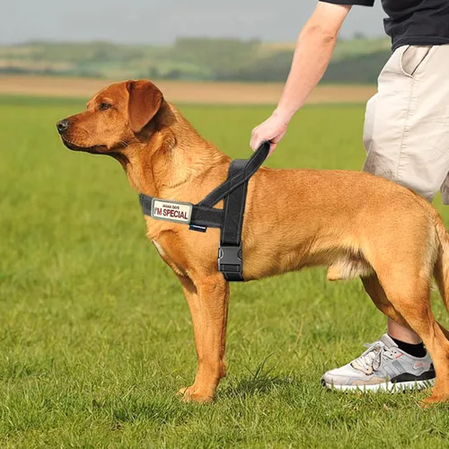 Vista 5 de Annchwool Arnés sin tirones para perro, con mango acolchado suave, tira reflectante a prueba de fugas y ajuste rápido para ajustar el arnés