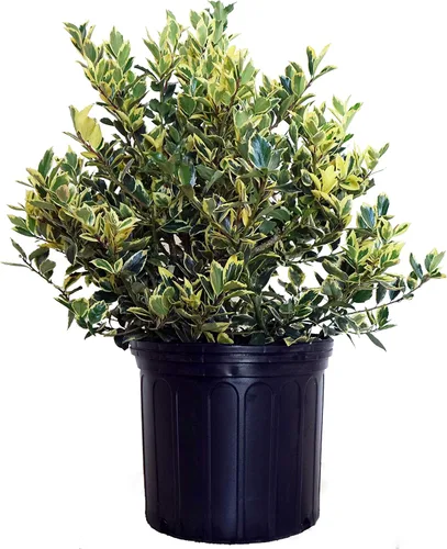 Vista 9 de Ganadores probados - Ilex verticillata Berry Heavy Gold (Winterberry) Arbusto, bayas de oro, 3 - Contenedor