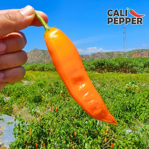 Vista 2 de Cali Pepper Paquete variado de salsa picante - Salsas Aji Amarillo y Ghost Pepper - Juego de salsa de chile mediana y muy picante - 2 botellas