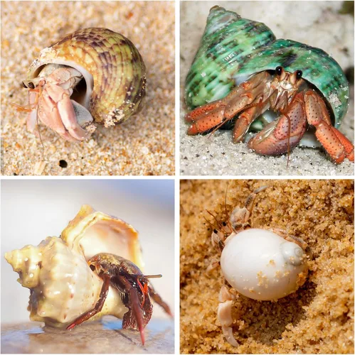 Vista 5 de 21 conchas de cangrejo ermitaño Surtido de conchas de mar naturales de 1.3 a 3.2 pulgadas Turbo de crecimiento para cangrejos pequeños a