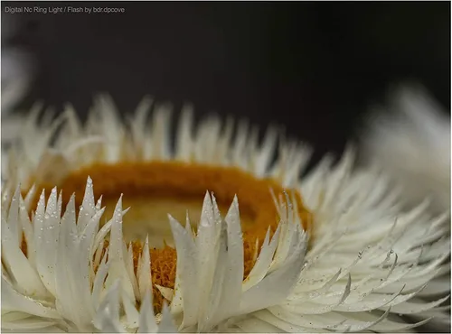 Vista 3 de Anillo de luz LED macro dual compatible con Nikon COOLPIX P900 y P950