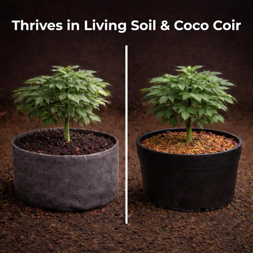 Vista 6 de Real Growers recarga - Superpack de microbios del suelo, estimulante natural para el crecimiento de plantas (2 oz) (RGR-2)