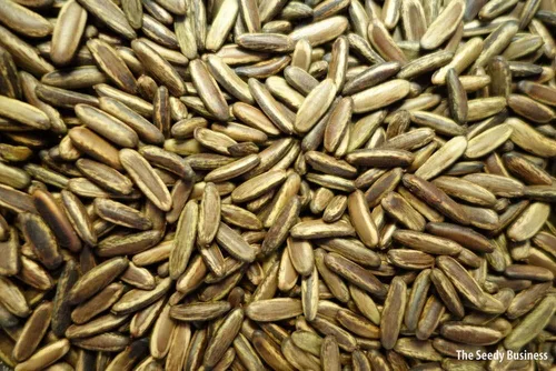 Vista 2 de Royal Poinciana Delonix árbol flamboyano semilla exótica 20 semillas flor roja