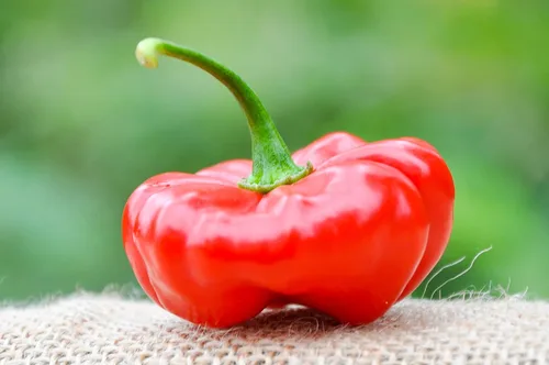 Vista 2 de Aji Cachucha - Paquete de semillas prémium de pimiento picante salpicado morado + más
