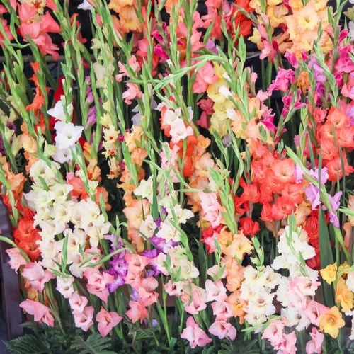 Vista 7 de Increíble oferta – Jardín completo de flores florecientes de primavera y verano de 100 bulbos – Hermosas flores que atraerán abejas, mariposas