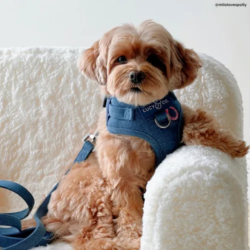 Vista 4 de Lucy & Co. The Cute to Boot - Arnés para perro sin tirones para perros, chaleco para dejar de tirar y caminar fácilmente, cómodo producto