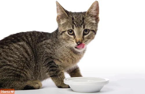 Vista 4 de Hartz Hairball Remedy Plus Pasta con sabor a salmón para gatos y gatitos, 2.5 onzas