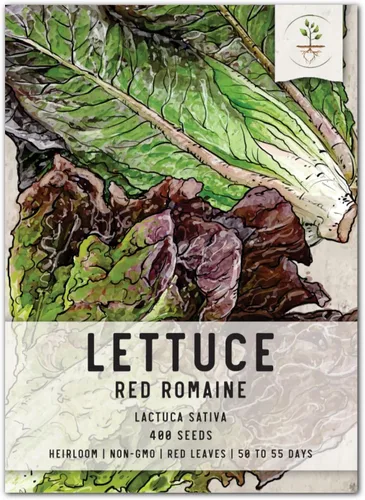 Seed Needs, Semillas de lechuga romana roja, 400 semillas tradicionales para plantar Lactuca Sativa, sin OMG y sin tratar, ideales para hidroponía y